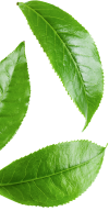 Botanical Leaf Decor