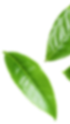 Botanical Leaf Decor