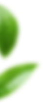 Botanical leaf decoration