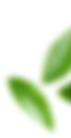 Botanical leaf decoration